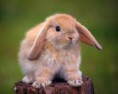 /album/fotogalerie/kaninchen-jpg1/