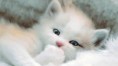 /album/fotogalerie/cat-jpg/